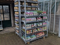 2x deense kar met diverse planten in pot - afbeelding 1 van  62