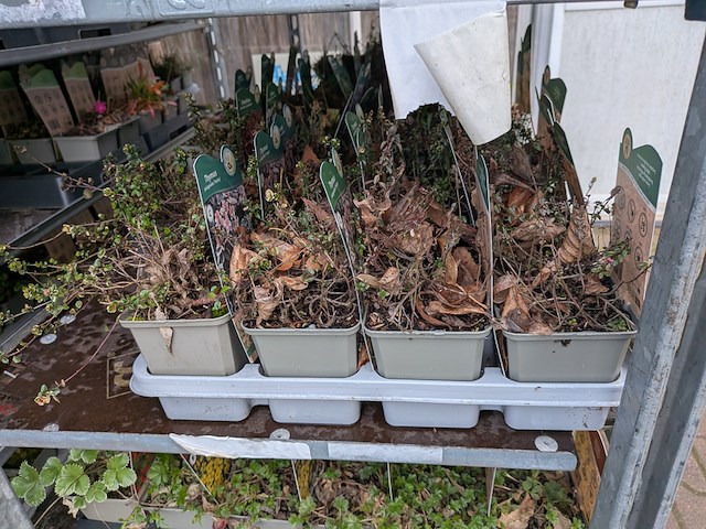 2x deense kar met diverse planten in pot - afbeelding 13 van  62