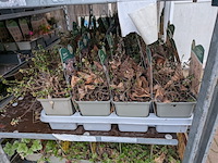 2x deense kar met diverse planten in pot - afbeelding 13 van  62