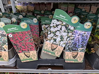 2x deense kar met diverse planten in pot - afbeelding 14 van  62