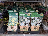 2x deense kar met diverse planten in pot - afbeelding 15 van  62