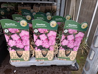 2x deense kar met diverse planten in pot - afbeelding 16 van  62