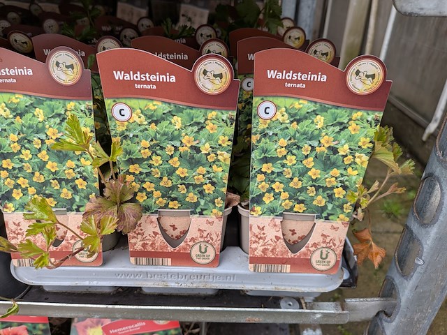 2x deense kar met diverse planten in pot - afbeelding 17 van  62