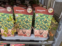 2x deense kar met diverse planten in pot - afbeelding 17 van  62