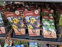 2x deense kar met diverse planten in pot - afbeelding 19 van  62