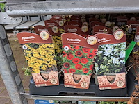 2x deense kar met diverse planten in pot - afbeelding 20 van  62