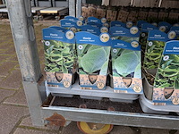 2x deense kar met diverse planten in pot - afbeelding 21 van  62