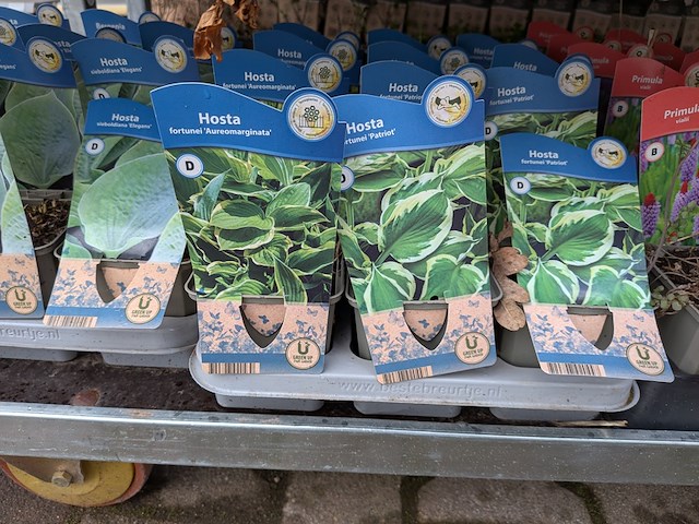 2x deense kar met diverse planten in pot - afbeelding 22 van  62