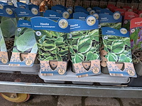 2x deense kar met diverse planten in pot - afbeelding 22 van  62