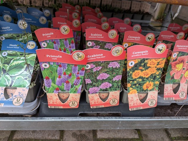 2x deense kar met diverse planten in pot - afbeelding 24 van  62