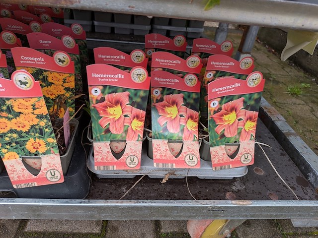 2x deense kar met diverse planten in pot - afbeelding 25 van  62