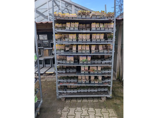 2x deense kar met diverse planten in pot - afbeelding 26 van  62