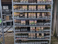 2x deense kar met diverse planten in pot - afbeelding 26 van  62