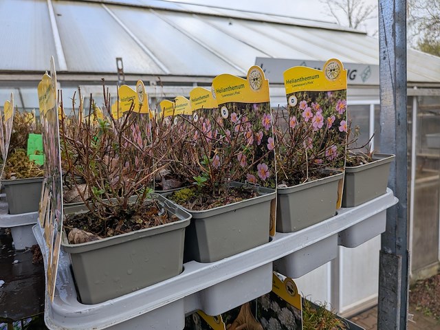 2x deense kar met diverse planten in pot - afbeelding 29 van  62