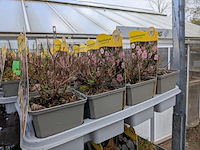 2x deense kar met diverse planten in pot - afbeelding 29 van  62