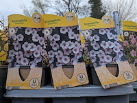 2x deense kar met diverse planten in pot - afbeelding 30 van  62