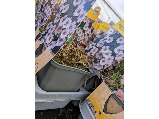 2x deense kar met diverse planten in pot - afbeelding 31 van  62