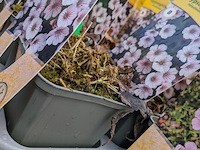 2x deense kar met diverse planten in pot - afbeelding 31 van  62