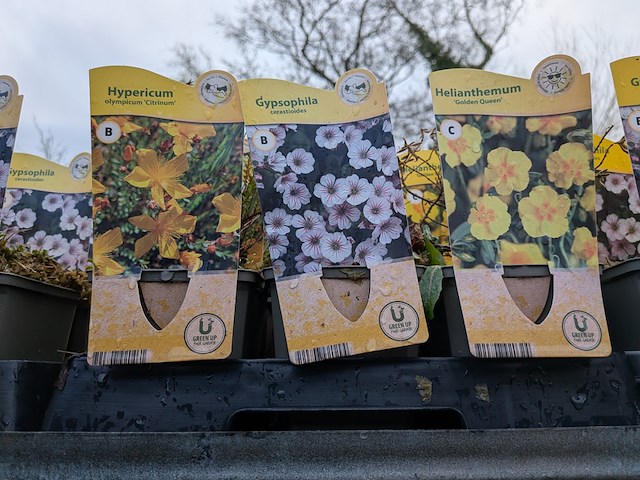 2x deense kar met diverse planten in pot - afbeelding 32 van  62