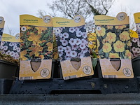 2x deense kar met diverse planten in pot - afbeelding 32 van  62