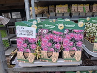 2x deense kar met diverse planten in pot - afbeelding 23 van  62