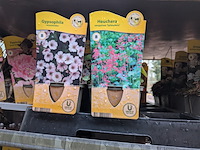 2x deense kar met diverse planten in pot - afbeelding 35 van  62