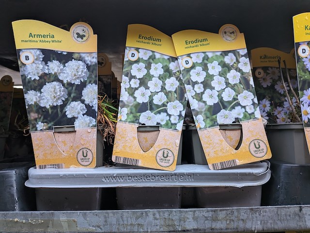 2x deense kar met diverse planten in pot - afbeelding 36 van  62