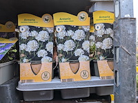 2x deense kar met diverse planten in pot - afbeelding 38 van  62