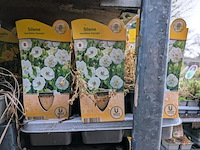 2x deense kar met diverse planten in pot - afbeelding 39 van  62