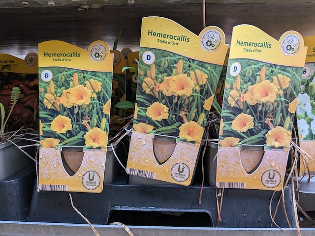 2x deense kar met diverse planten in pot - afbeelding 40 van  62