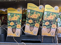 2x deense kar met diverse planten in pot - afbeelding 40 van  62