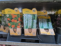 2x deense kar met diverse planten in pot - afbeelding 42 van  62