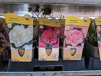 2x deense kar met diverse planten in pot - afbeelding 43 van  62