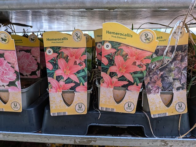 2x deense kar met diverse planten in pot - afbeelding 44 van  62