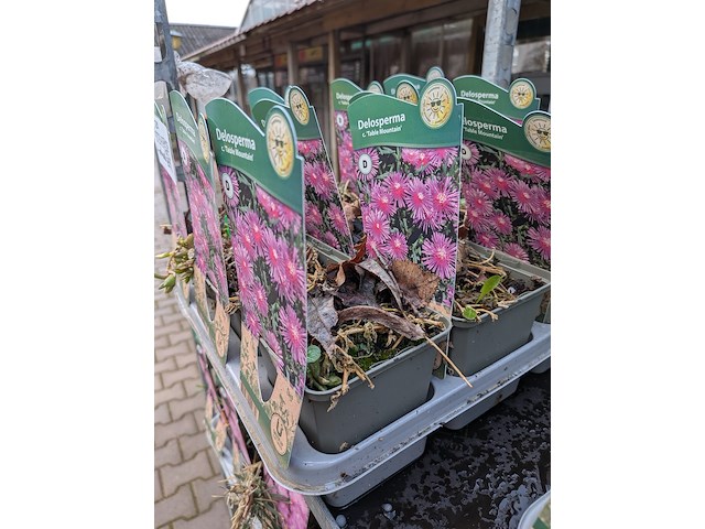 2x deense kar met diverse planten in pot - afbeelding 34 van  62