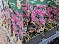 2x deense kar met diverse planten in pot - afbeelding 34 van  62