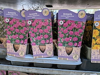 2x deense kar met diverse planten in pot - afbeelding 48 van  62