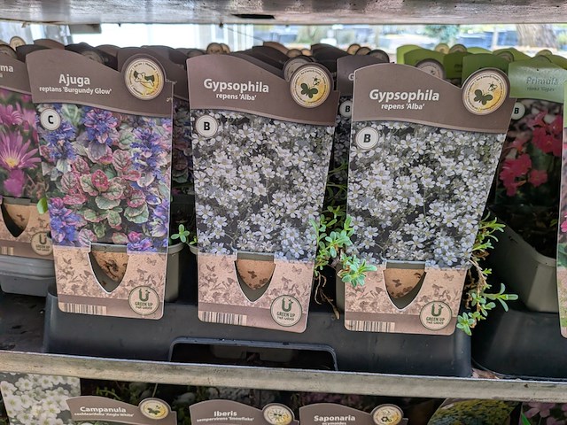 2x deense kar met diverse planten in pot - afbeelding 49 van  62