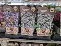 2x deense kar met diverse planten in pot - afbeelding 49 van  62