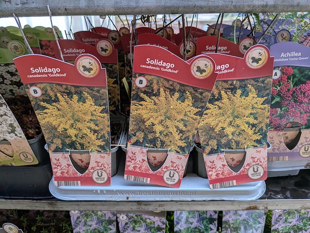 2x deense kar met diverse planten in pot - afbeelding 51 van  62