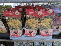 2x deense kar met diverse planten in pot - afbeelding 51 van  62