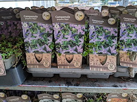 2x deense kar met diverse planten in pot - afbeelding 52 van  62