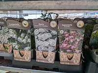 2x deense kar met diverse planten in pot - afbeelding 54 van  62