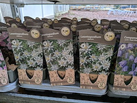 2x deense kar met diverse planten in pot - afbeelding 55 van  62