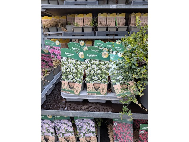 2x deense kar met diverse planten in pot - afbeelding 45 van  62