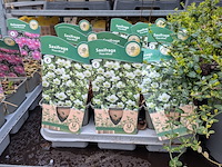 2x deense kar met diverse planten in pot - afbeelding 45 van  62