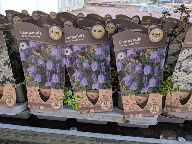 2x deense kar met diverse planten in pot - afbeelding 57 van  62