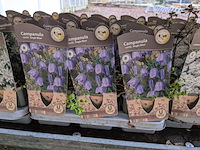 2x deense kar met diverse planten in pot - afbeelding 57 van  62