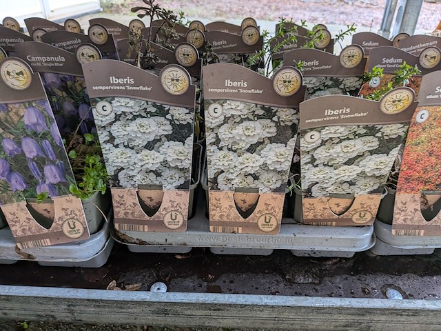 2x deense kar met diverse planten in pot - afbeelding 58 van  62