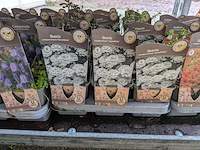 2x deense kar met diverse planten in pot - afbeelding 58 van  62